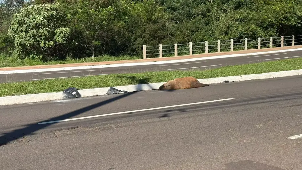Capivara atropelada na Avenida Mato Grosso