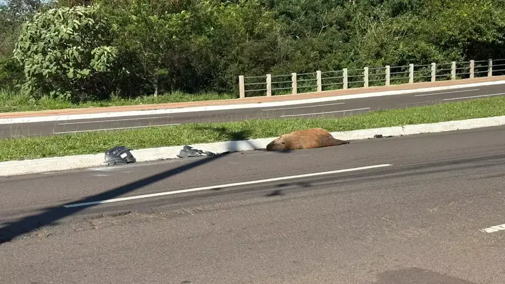 Capivara atropelada na Avenida Mato Grosso