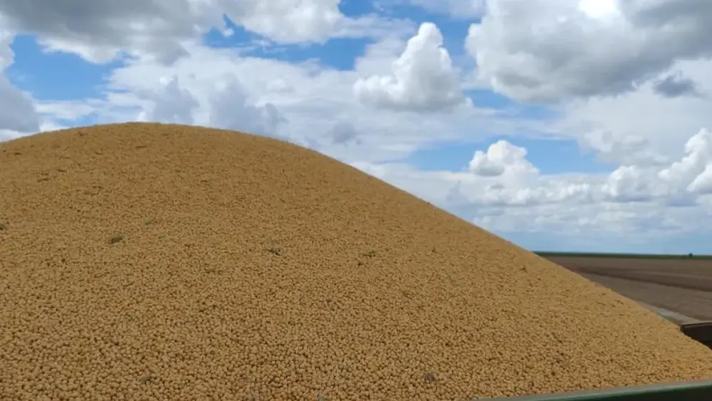 Milho em MS: colheita da 2ª safra chega a 75% e supera 1,6 milhão de hectares