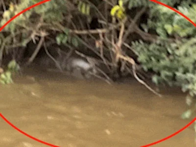 Pescador flagra sucuri de 6 metros engolindo capivara