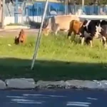 Animais soltos são flagrados em rotatória do Terminal Guaicurus