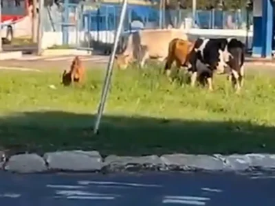 Animais soltos são flagrados em rotatória do Terminal Guaicurus