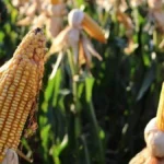 MS colhe 823 mil hectares de milho, mas safra segue atrasada