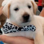 Pet shop é condenado por vender labrador 'fake' e terá que indenizar tutor