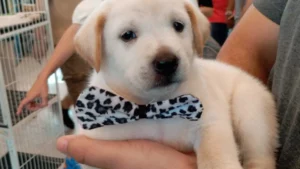 Pet shop é condenado por vender labrador 'fake' e terá que indenizar tutor