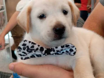 Pet shop é condenado por vender labrador 'fake' e terá que indenizar tutor