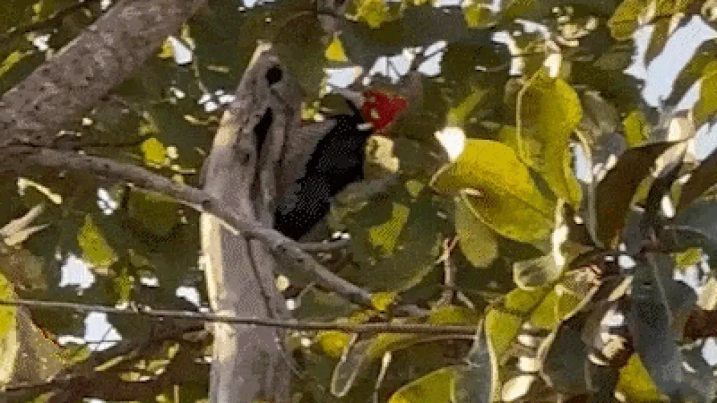 Pica-pau rouba a cena na Chácara dos Poderes, em Campo Grande