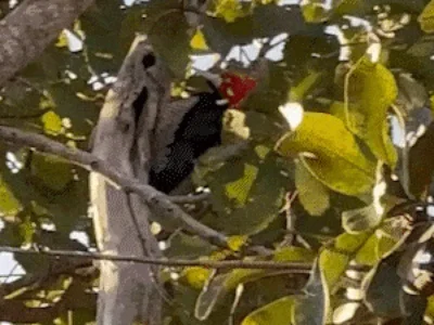 Pica-pau rouba a cena na Chácara dos Poderes, em Campo Grande